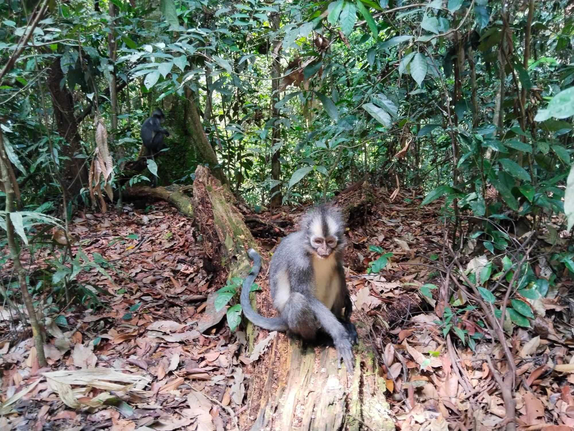 Jhony'S Backpacker-Guest House Only Stay Here Book Treking With Us Bukit Lawang Ngoại thất bức ảnh