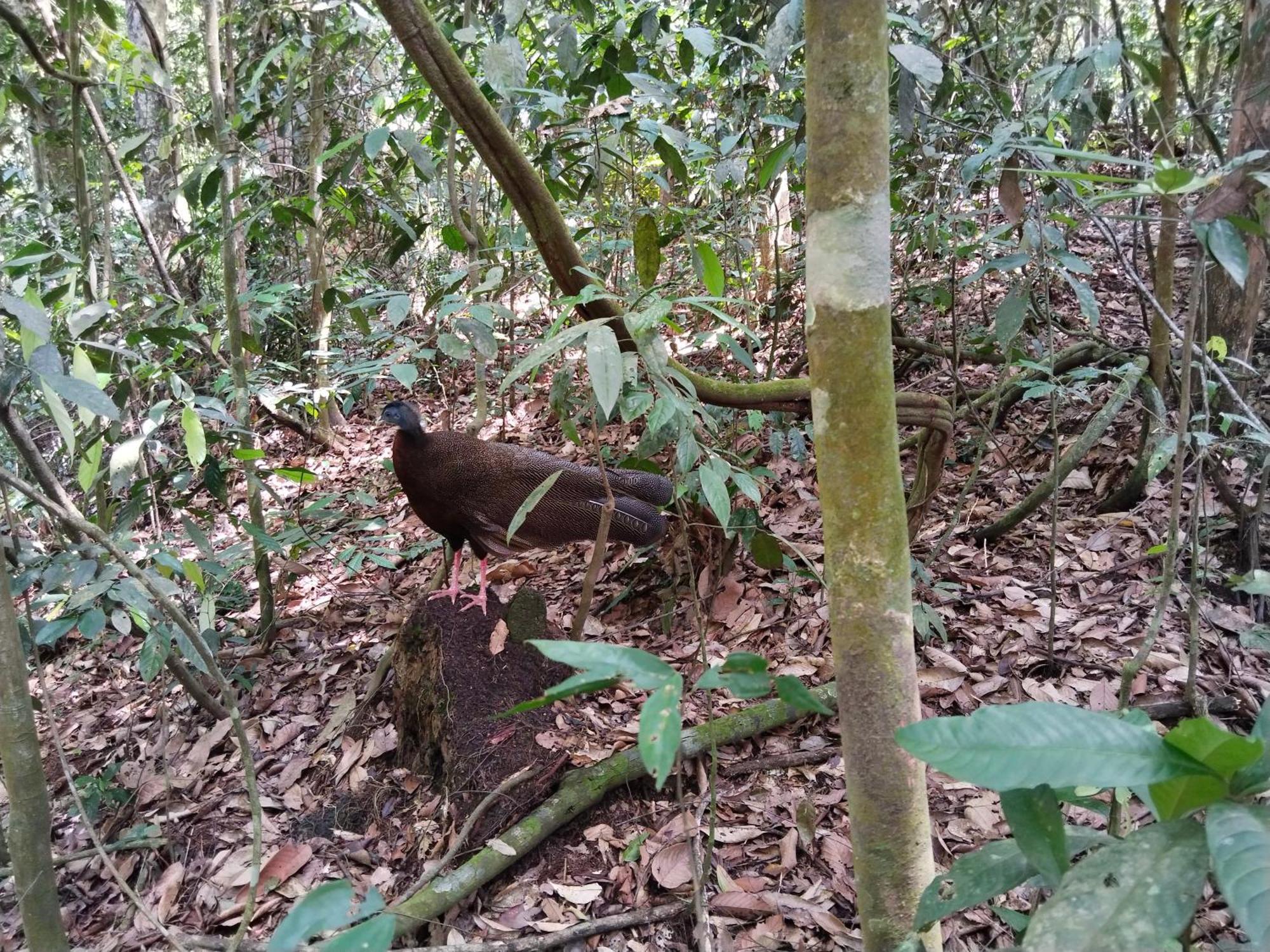 Jhony'S Backpacker-Guest House Only Stay Here Book Treking With Us Bukit Lawang Ngoại thất bức ảnh